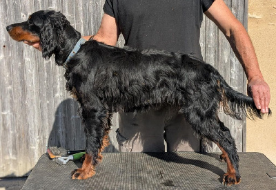 Étalon Setter Gordon - Voglia ventu Du Vallon Des Bécasses