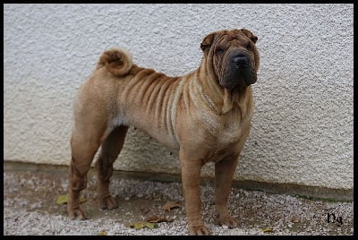 Étalon Shar Pei - Vous n'avez encore rien vu du Nuorilang