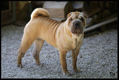 Étalon Shar Pei - Velma du Nuorilang