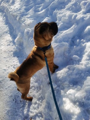 Étalon Shar Pei - Vold du zhong Shéng Miào