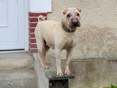 Étalon Shar Pei - Umi matsuzaki du Bouquet d'Epices