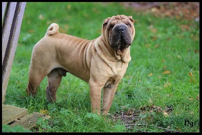 Étalon Shar Pei - A requiem for tomorrow du Nuorilang