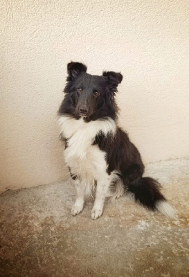 Étalon Shetland Sheepdog - Tsuki du Banc des Hermelles
