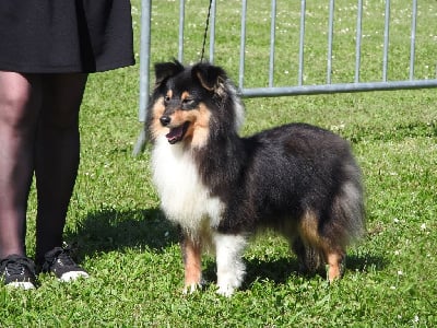 Étalon Shetland Sheepdog - Vicky secret du Domaine des Sentinelles