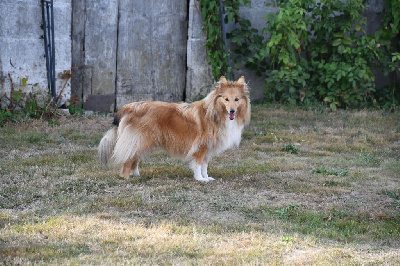 Étalon Shetland Sheepdog - Sunny go de Moorstile
