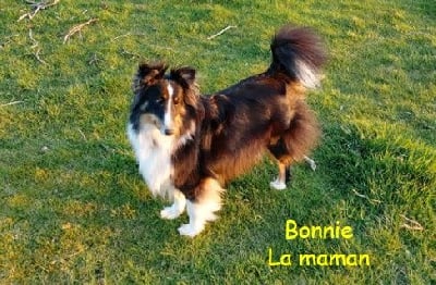 Étalon Shetland Sheepdog - O'bonnie Des Gardiens D'Elendil