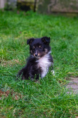 Étalon Shetland Sheepdog - Atomique azel De L'Austra-Shet