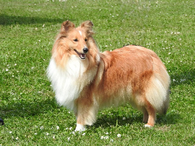 Étalon Shetland Sheepdog - Une lilipuce des petites fées des sables