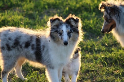 Étalon Shetland Sheepdog - Athéna blue Domaine Du Trimaleï
