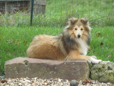 Étalon Shetland Sheepdog - Ukina kin Du puits saint loup