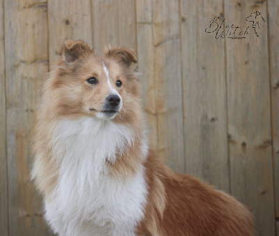 Étalon Shetland Sheepdog - CH. Blue witch Valhalla rising