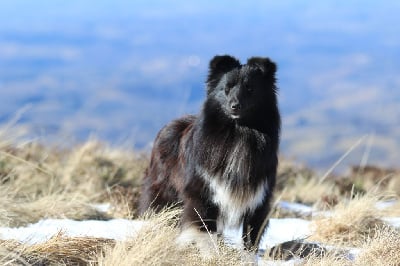 Étalon Shetland Sheepdog - Uendigow sans feux du Clan Castelau