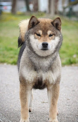 Étalon Shiba - legenda arden Mitsuaki