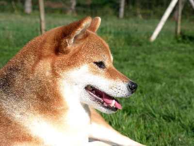 Étalon Shiba - Okimi De Sibirska Utopia