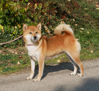 Étalon Shiba - Sépia De La Source Des Rochettes