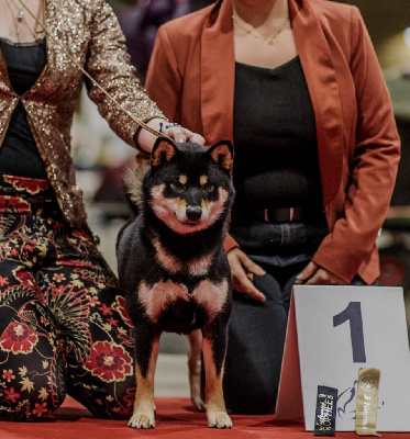 Étalon Shiba - Vvaka hana mizumi Domaine Des Sept Loups