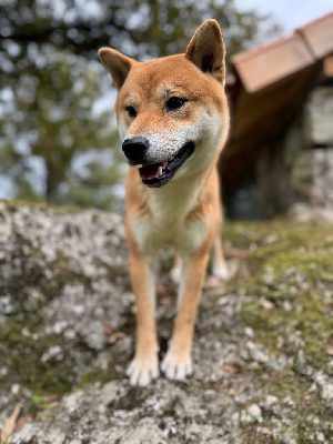 Étalon Shiba - Vince de dame nature