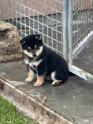 Étalon Shiba - Akenomyosei Go Sakura Kensha