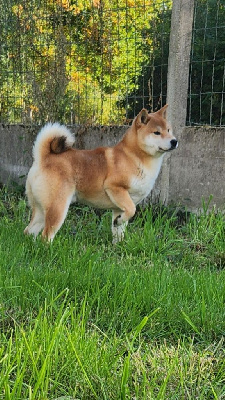 Étalon Shiba - Urubu De La Source Des Rochettes