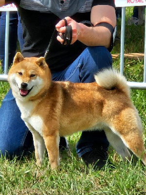 Roronoa kira de British and Us