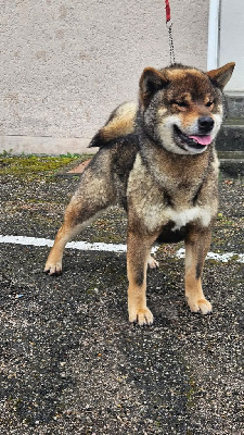 Allaikha's Uken within saburo