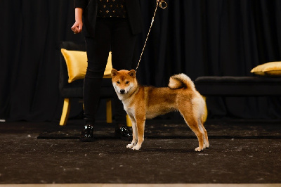 Étalon Shiba - Utsukuchii sora Go Tsuki Kage Kensha