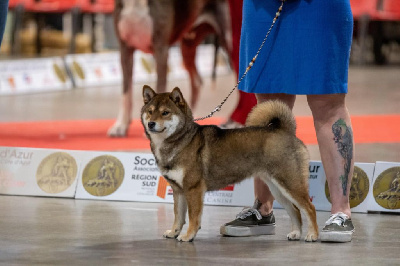 Étalon Shiba - V' kazu no oko Nihon No Inu