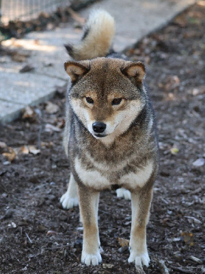 Étalon Shiba - Nippon'ai V karasu go dite aloy