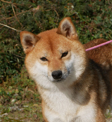 Étalon Shiba - Toyota De La Source Des Rochettes