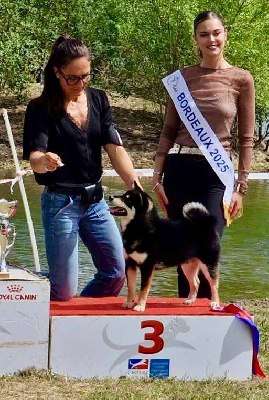 Étalon Shiba - Hoxakam Voldemort