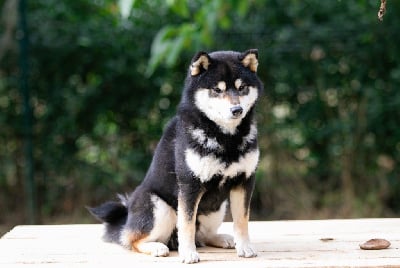 Étalon Shiba - Taigen go ise chumaso