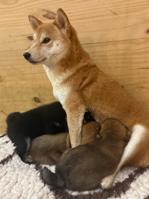 Étalon Shiba - Sakura Du Dragon D'Argent