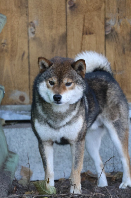 Étalon Shiba - Nippon'ai Tengu go