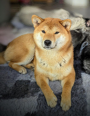 Étalon Shiba - Vinsmoke onizuka ( gto) Des Terres De Norfendre