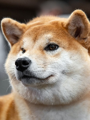 Étalon Shiba - Amaterasu okami Go Sakura Kensha