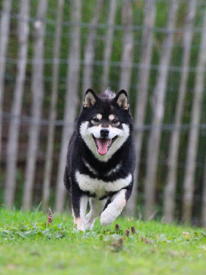 Étalon Shiba - Ushuaia du Domaine du Clos Benoît