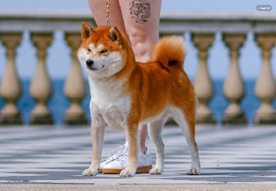 Étalon Shiba - CH. Waku Incipita Vita}