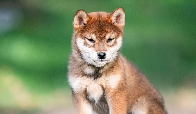 Étalon Shiba - Ama gomahana du Bois de Compiègne