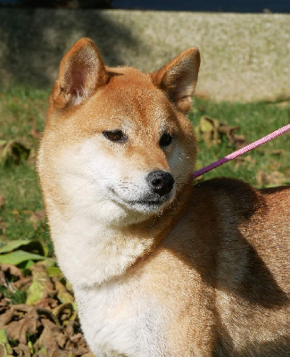 Étalon Shiba - Sephira De La Source Des Rochettes