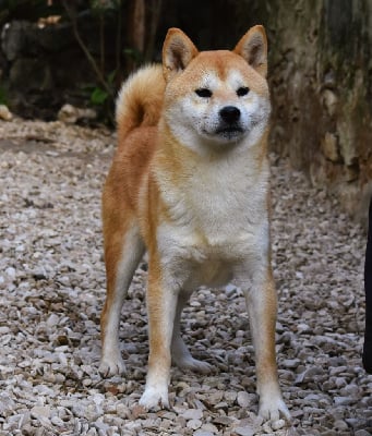 Ukiyo De La Folle Emprise
