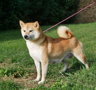 Étalon Shiba - Twenty De La Source Des Rochettes