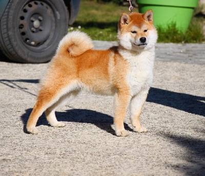 image de O?gengis khan