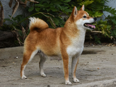 Étalon Shiba - Unmei De La Folle Emprise