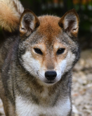 Étalon Shiba - utsukushii Akuma