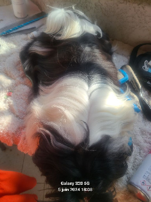 Étalon Shih Tzu - Uliana De hillsbury