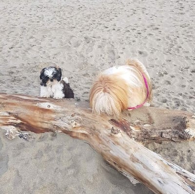 Étalon Shih Tzu - Rhapsody shu Shah abbas