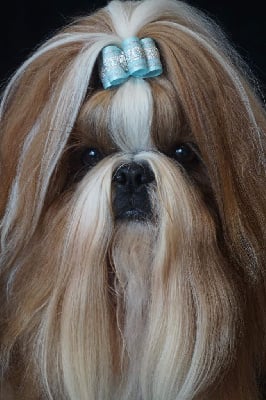 Étalon Shih Tzu - CH. Tangalyfall Multi ch bushido(qa-tana)