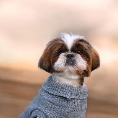 Étalon Shih Tzu - R'joumana Du Coeur Aux Abois