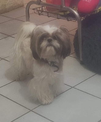 Étalon Shih Tzu - solaris avis Haruna