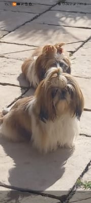 Vivaldi de la vallée aux mille fleurs